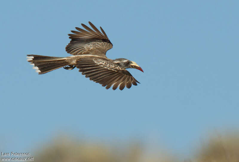 African Grey Hornbill female adult, Flight