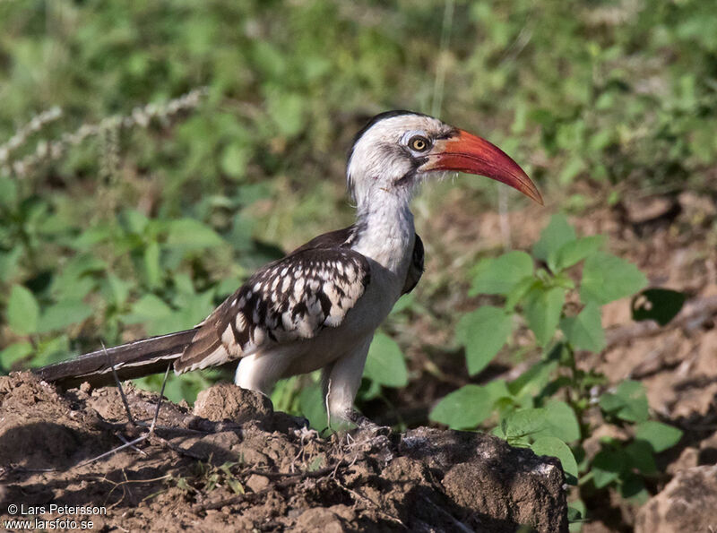 Northern Red-billed Hornbill