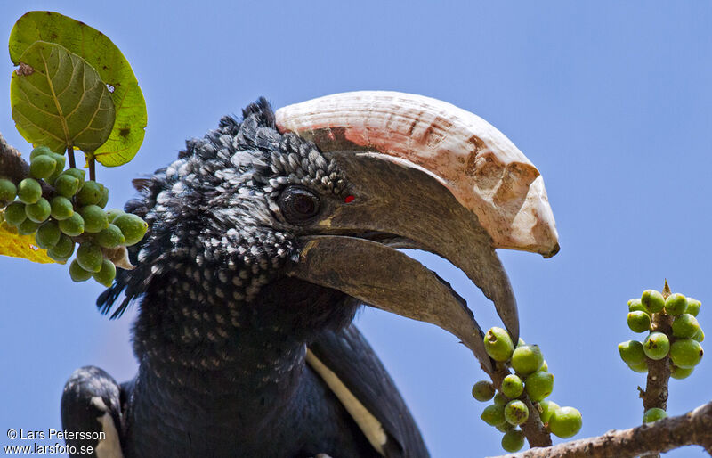 Silvery-cheeked Hornbill