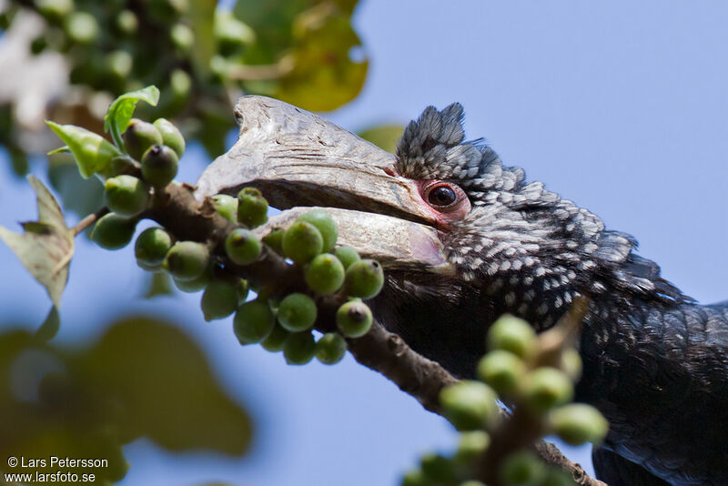 Silvery-cheeked Hornbill