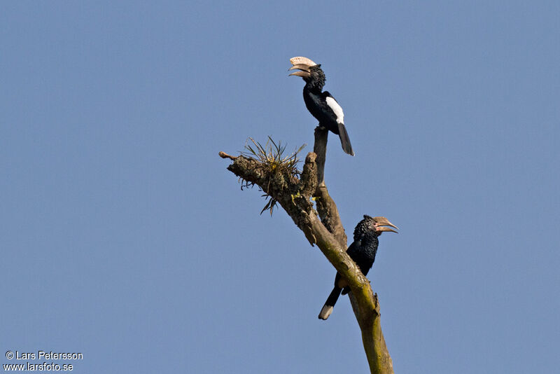 Silvery-cheeked Hornbill