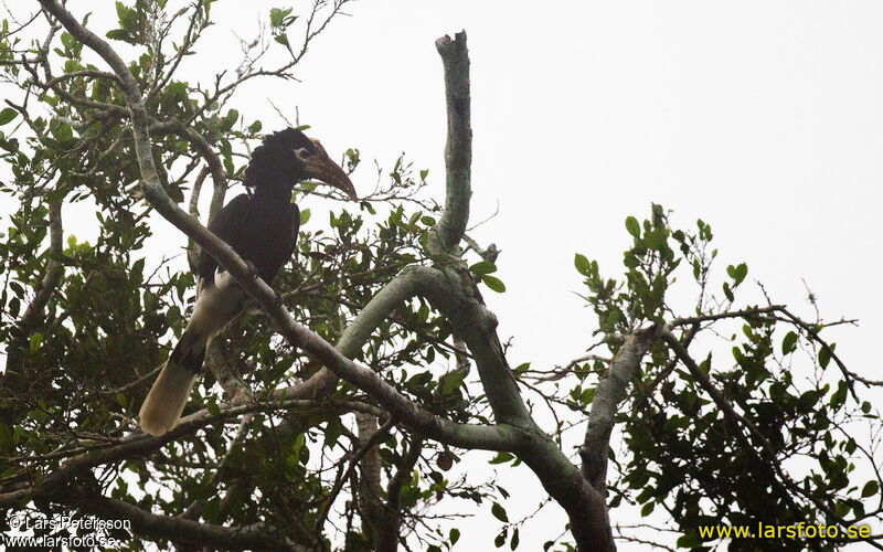 Brown-cheeked Hornbill