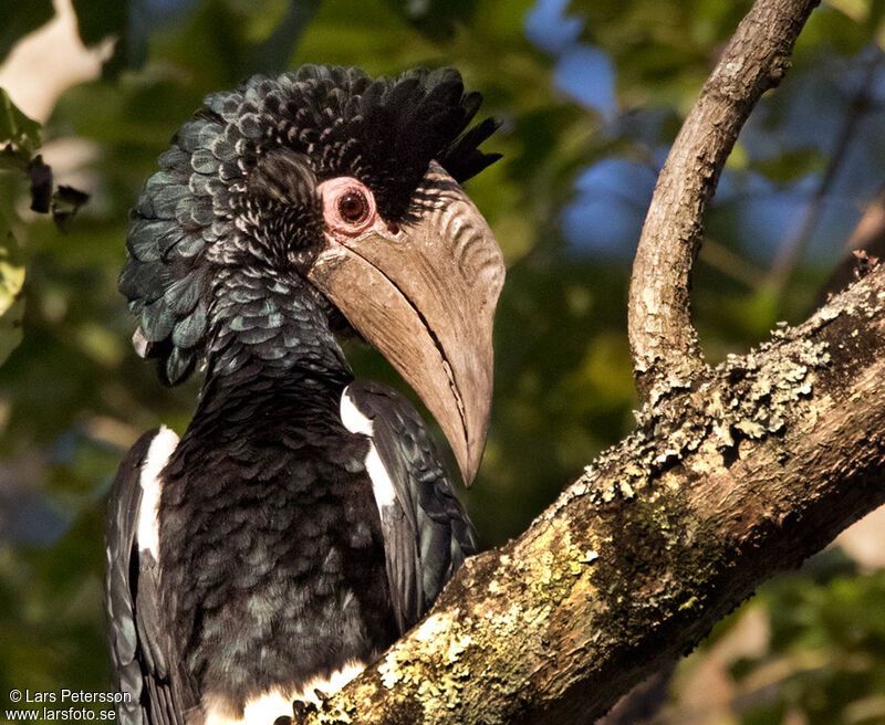 Black-and-white-casqued Hornbill