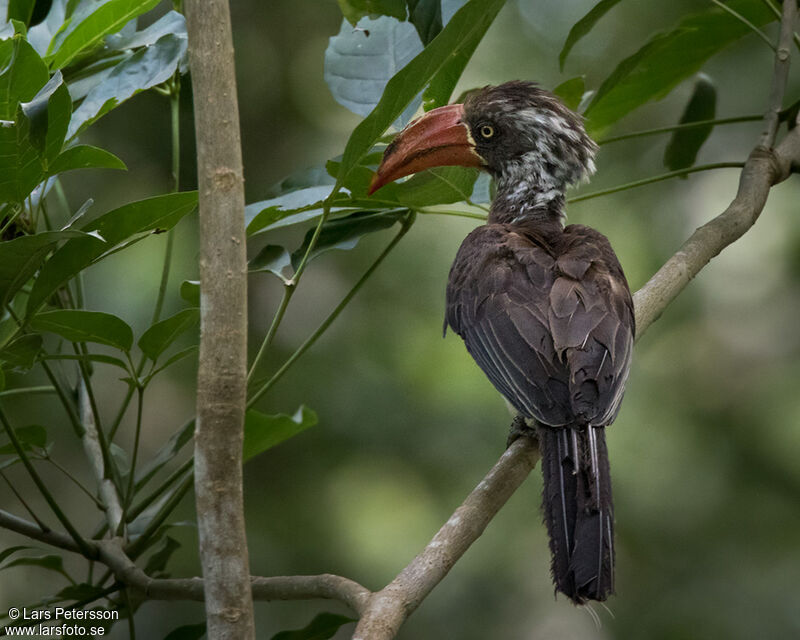 Crowned Hornbill