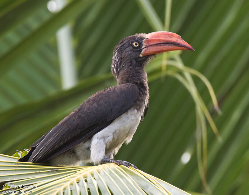 Crowned Hornbill