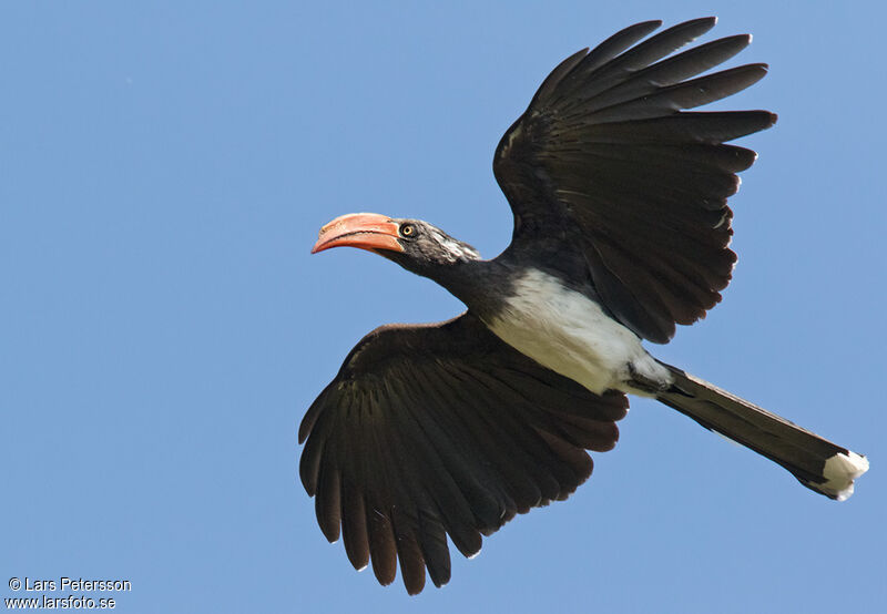 Crowned Hornbill