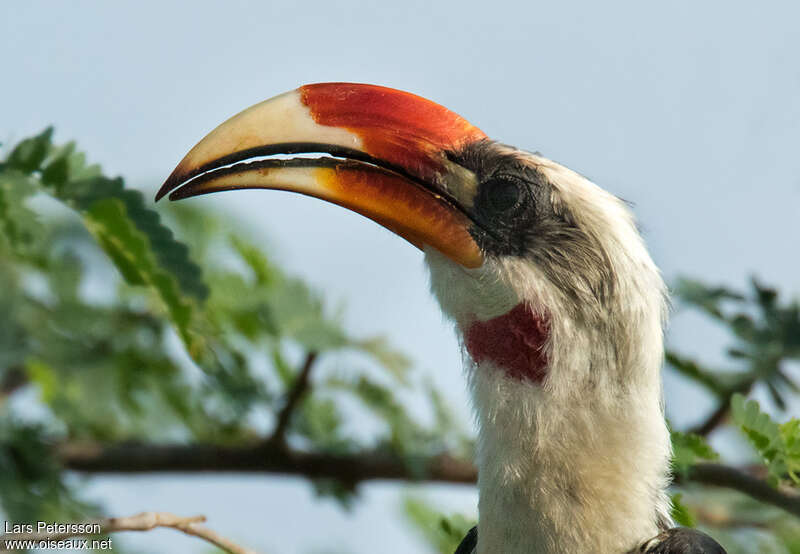 Von der Decken's Hornbill male adult, close-up portrait