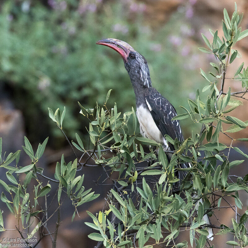 Hemprich's Hornbill