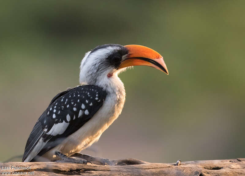 Jackson's Hornbill male adult