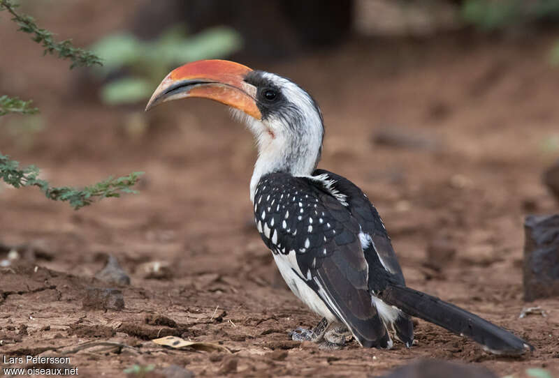 Calao de Jackson mâle adulte, identification