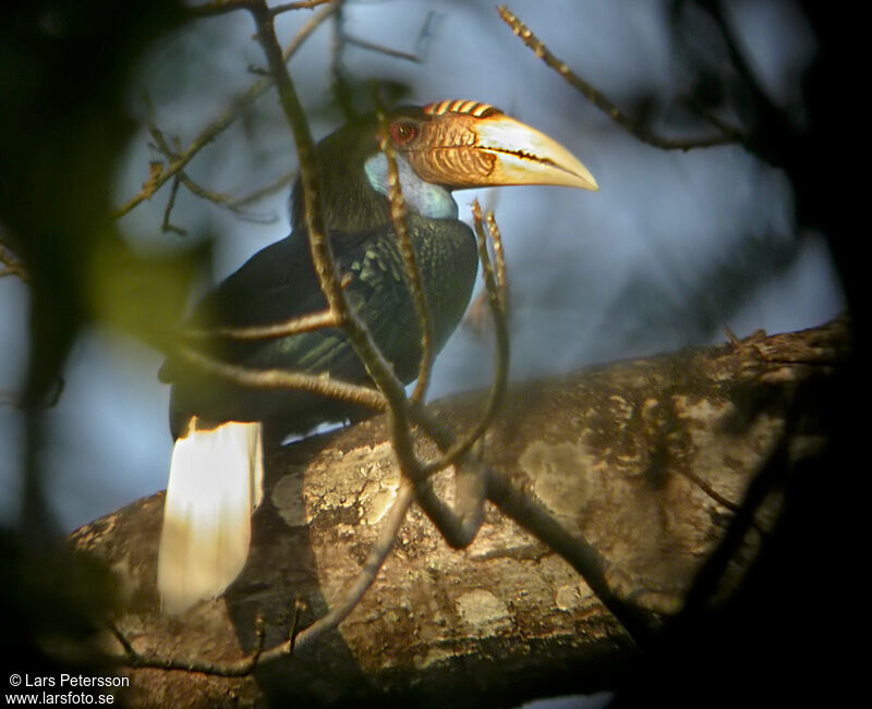 Wreathed Hornbill