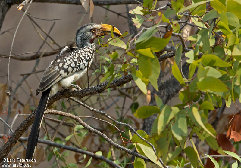 Calao leucomèle