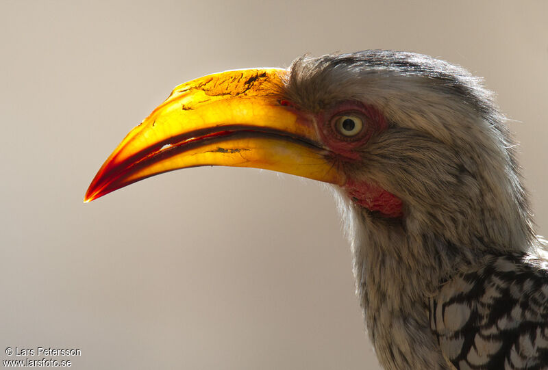 Southern Yellow-billed Hornbill