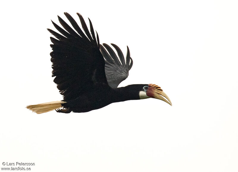 Blyth's Hornbill