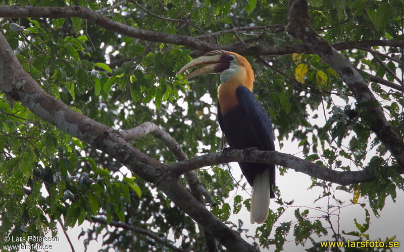 Blyth's Hornbill