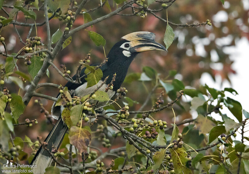 Oriental Pied Hornbill