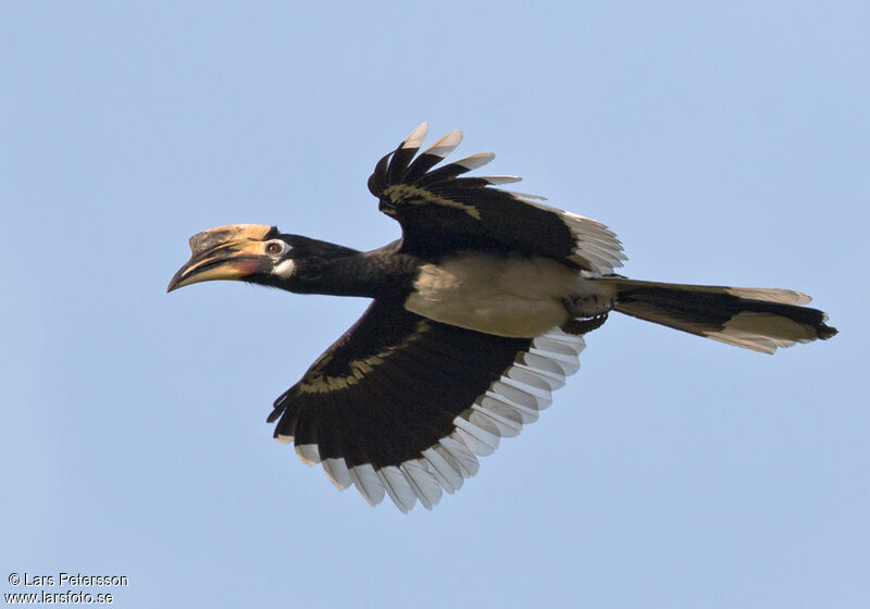 Oriental Pied Hornbill