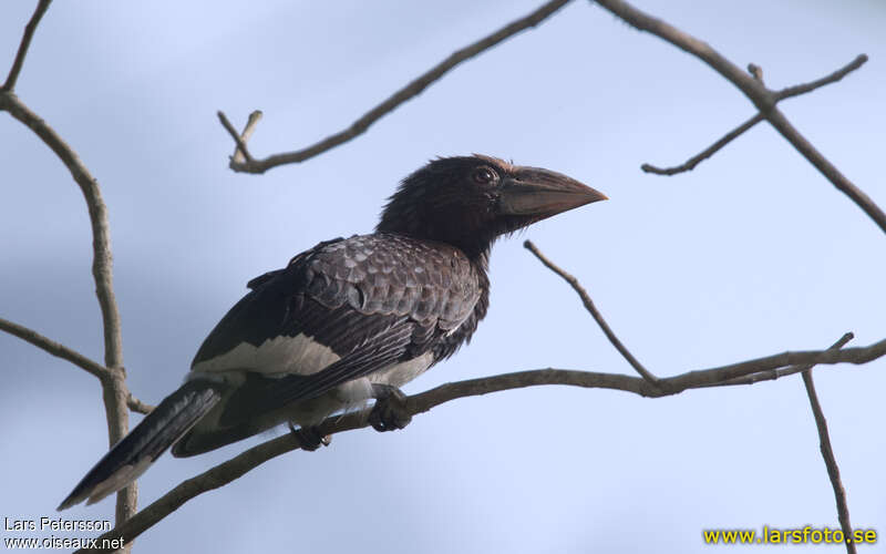 Piping Hornbilladult, identification