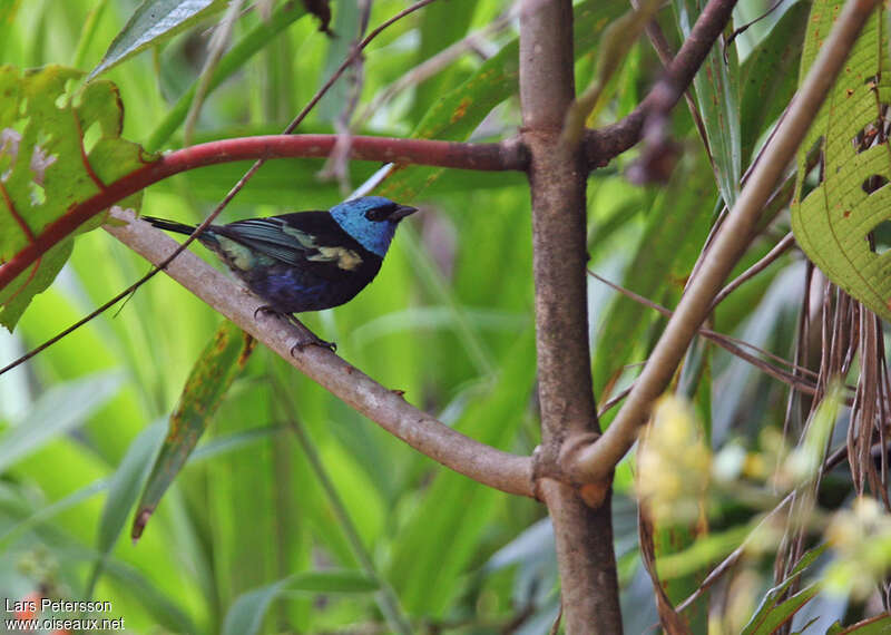 Calliste à cou bleuadulte, habitat, pigmentation