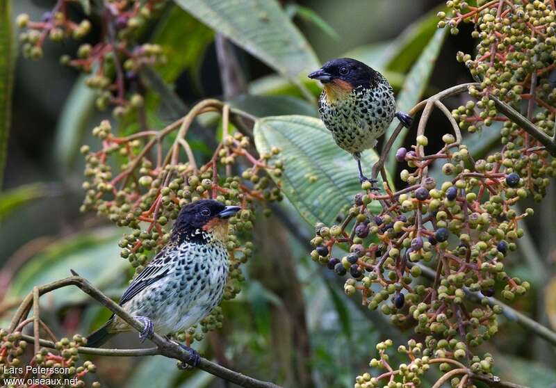 Rufous-throated Tanageradult, pigmentation, feeding habits