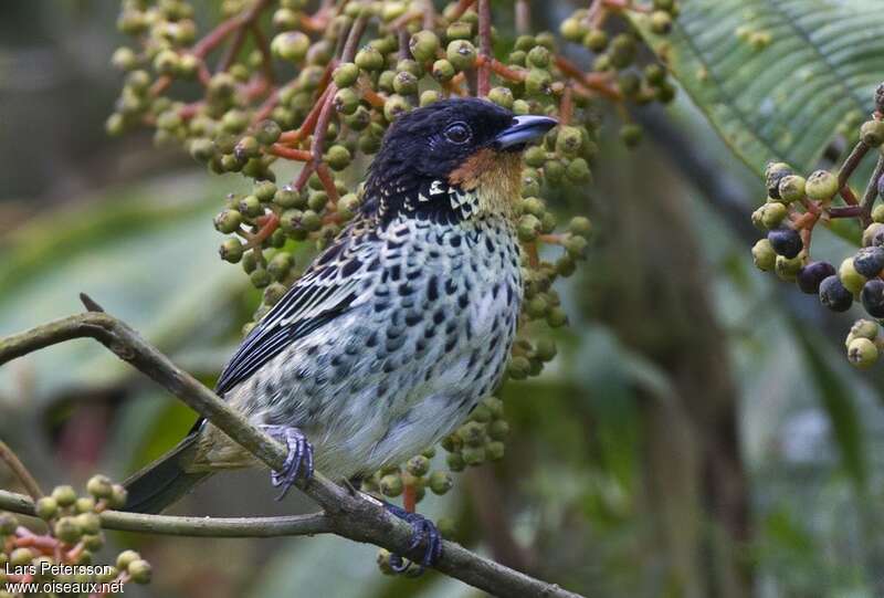 Rufous-throated Tanageradult