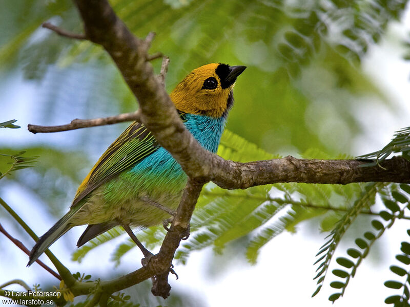 Gilt-edged Tanager