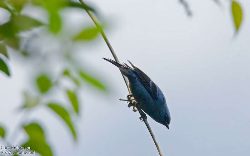 Calliste bleu et noiradulte nuptial, identification