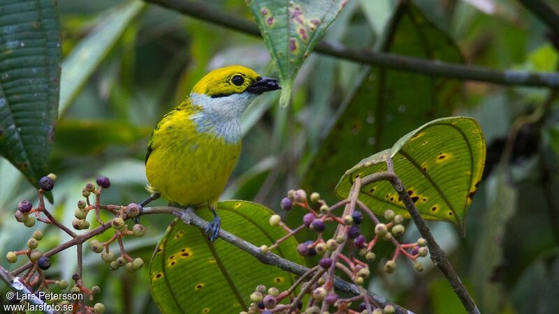 Silver-throated Tanager