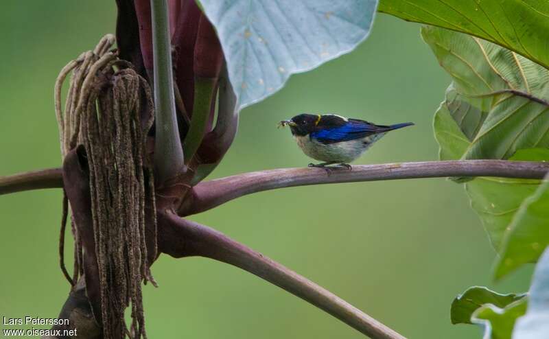 Golden-collared Honeycreeper male adult, habitat, pigmentation, fishing/hunting, eats