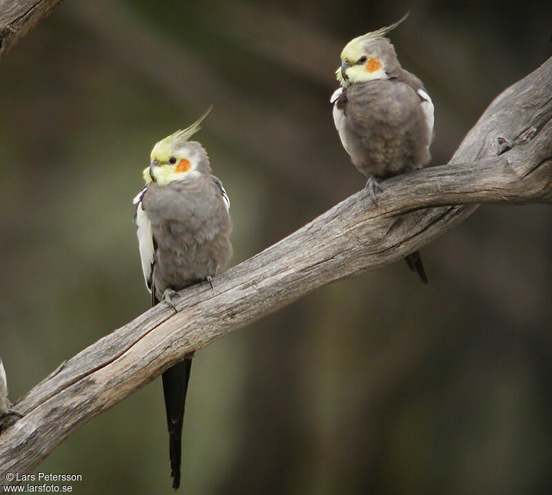 Cockatiel