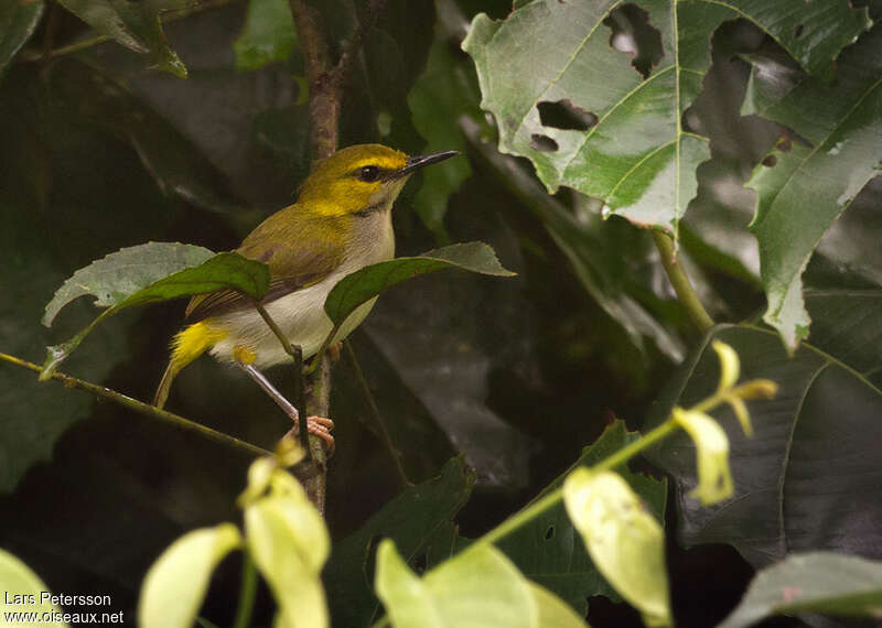 Yellow-browed Camaropteraadult, identification