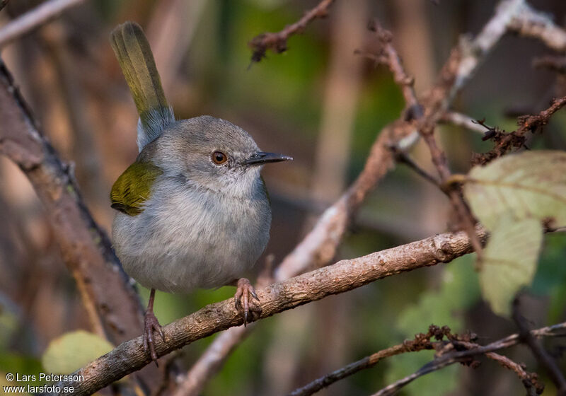 Hartert's Camaroptera