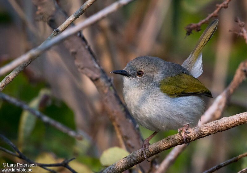 Hartert's Camaroptera