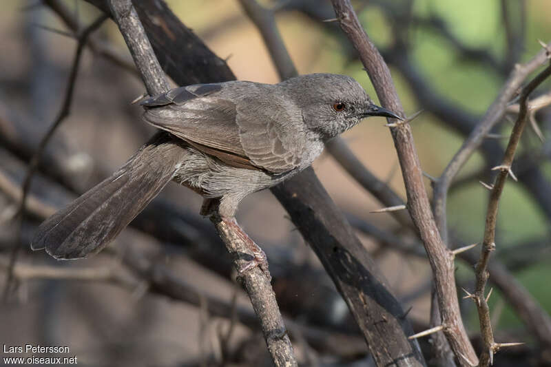 Grey Wren-Warbleradult, identification