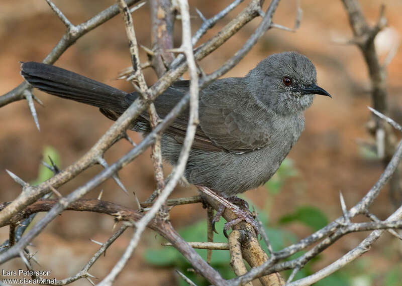 Grey Wren-Warbleradult, identification