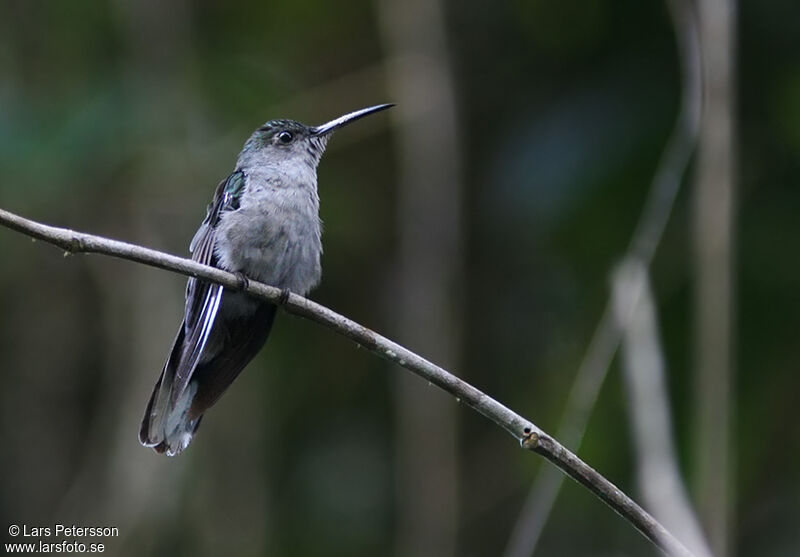 Campyloptère à ventre gris