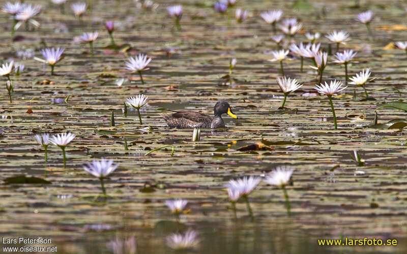 Canard à bec jauneadulte, habitat