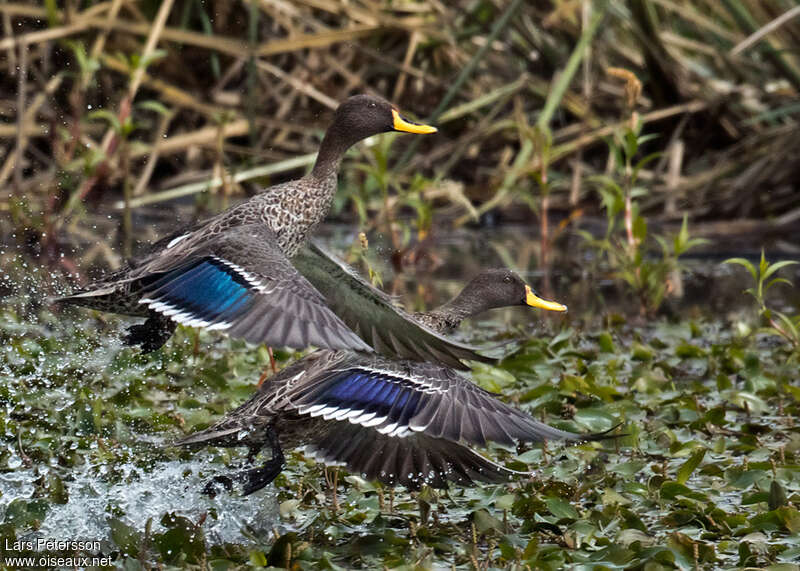 Yellow-billed Duckadult breeding, Flight