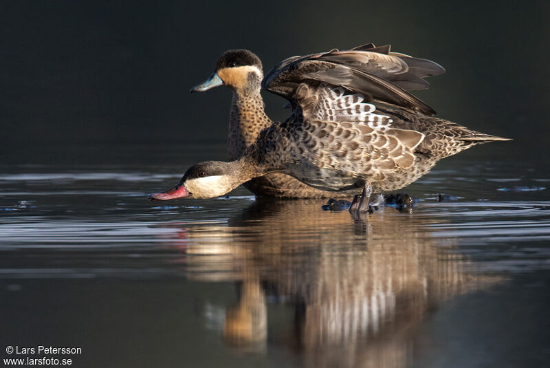 Canard à bec rouge