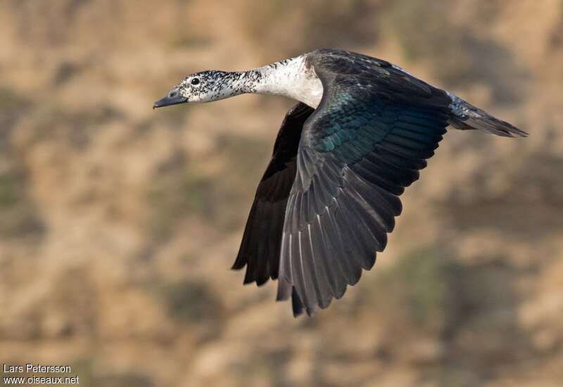 Canard à bosse femelle adulte, pigmentation, Vol