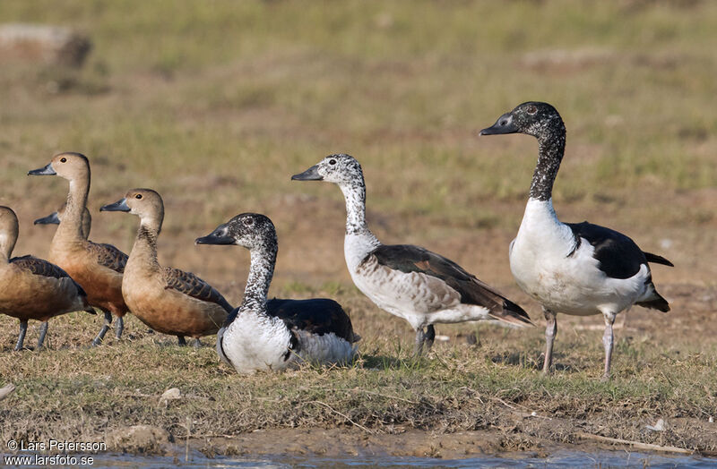 Knob-billed Duck