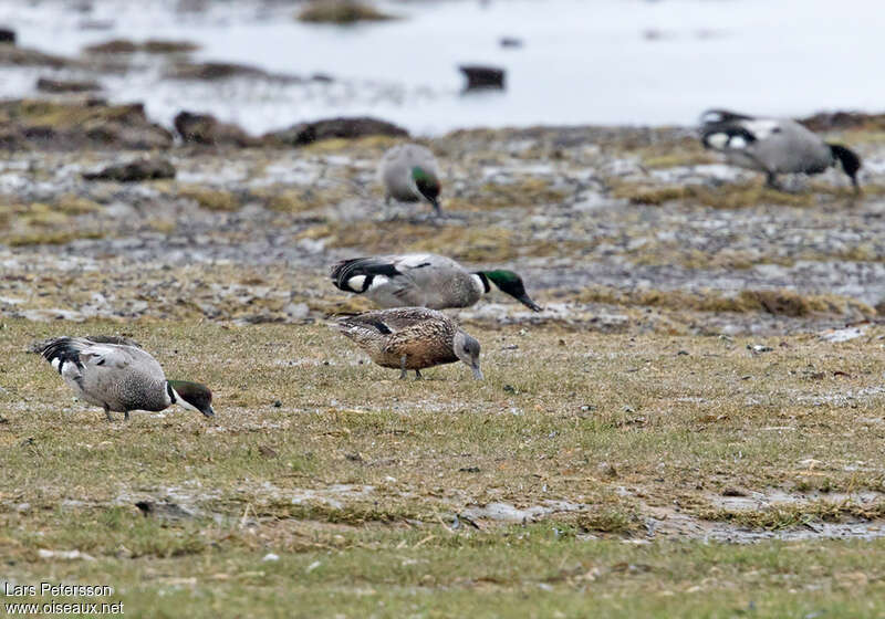 Canard à faucilles, habitat, pigmentation, mange