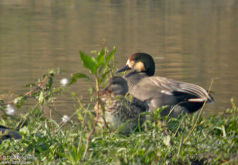 Falcated Duck