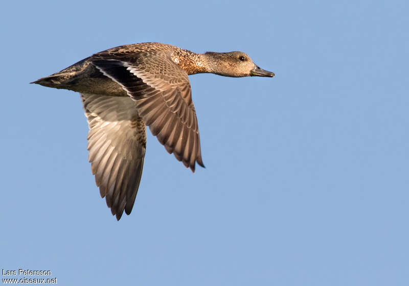 Canard à faucilles femelle adulte, Vol