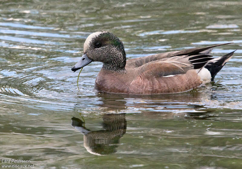 Canard à front blanc mâle adulte, mange