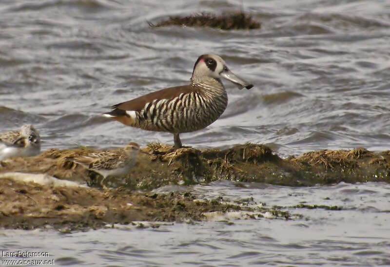 Pink-eared Duckadult, identification