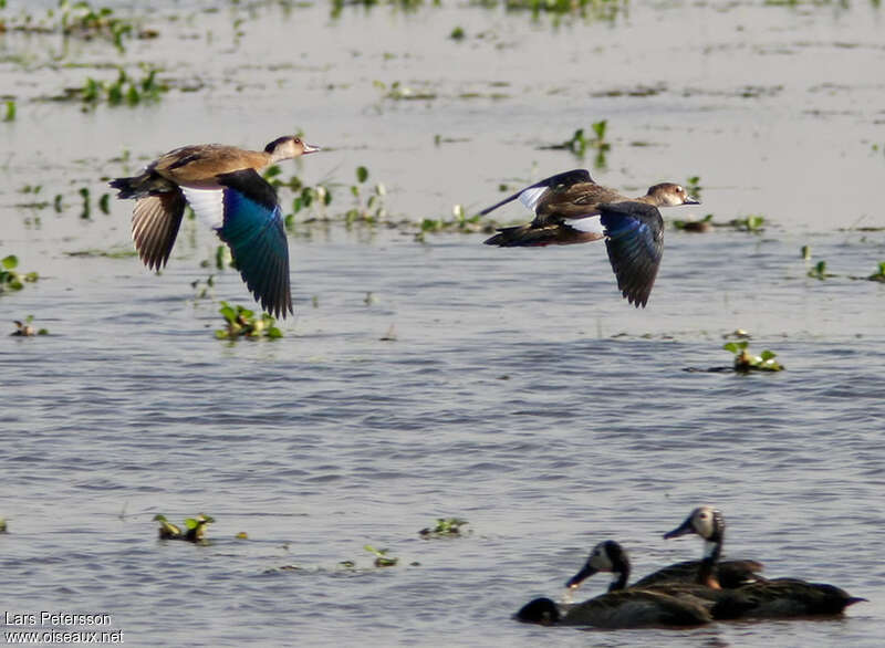 Canard amazonette, pigmentation, Vol