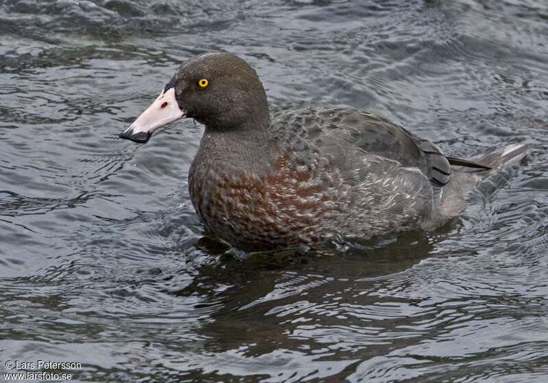 Canard bleu