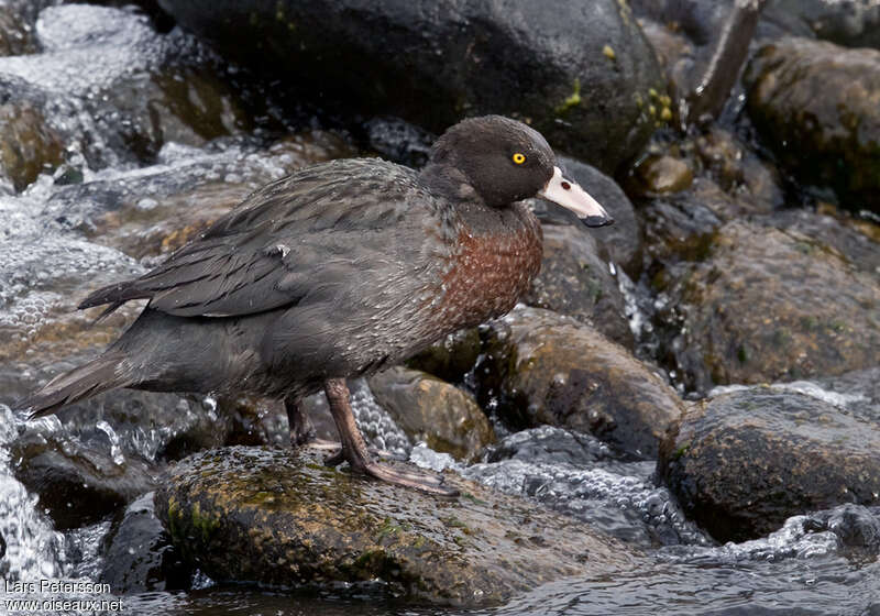 Canard bleuadulte, identification