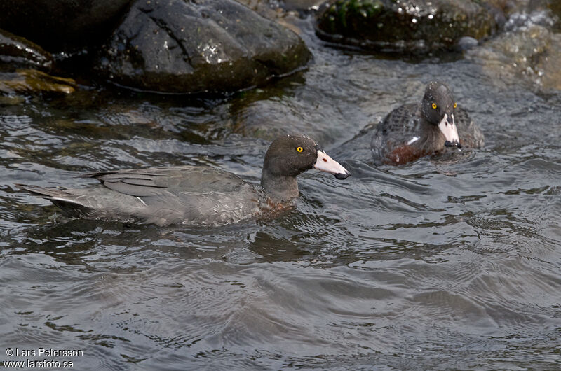 Canard bleu